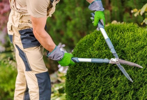[freepicdownloader.com]-gardener-pruning-shaping-bushes-normal